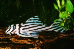 Hypancistrus zebra