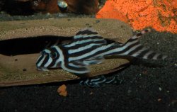 Hypancistrus zebra