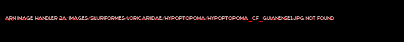 Hypoptopoma cf. guianense