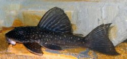 Hypostomus albopunctatus - Click for species page