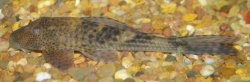 Hypostomus aspilogaster - Click for species page