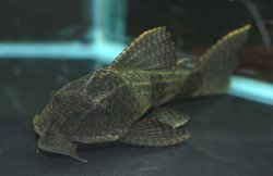 Hypostomus borellii