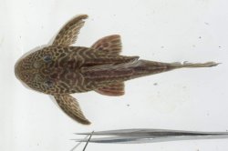 Hypostomus cf. paulinus