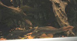 Hypostomus cochliodon