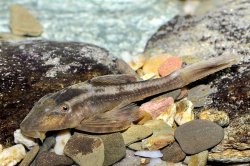 Hypostomus cochliodon