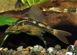 Hypostomus cochliodon