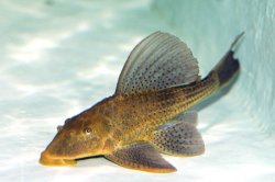 Hypostomus commersoni - Click for species page