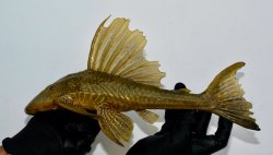 Hypostomus francisci