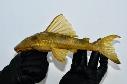 Hypostomus francisci