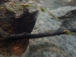 Hypostomus froehlichi