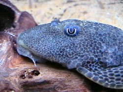 Hypostomus isbrueckeri