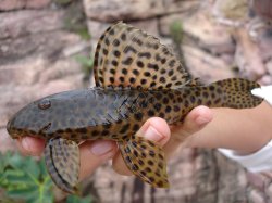 Hypostomus jaguar - Click for species page