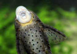 Hypostomus khimaera