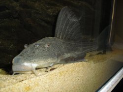 Hypostomus laplatae - Click for species page