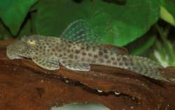 Hypostomus mutucae