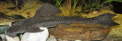 Hypostomus paranensis - Click for species page