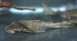 Hypostomus paranensis