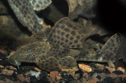 Hypostomus plecostomoides - Click for species page