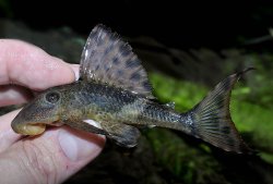 Hypostomus plecostomoides