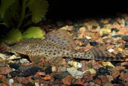 Hypostomus plecostomoides