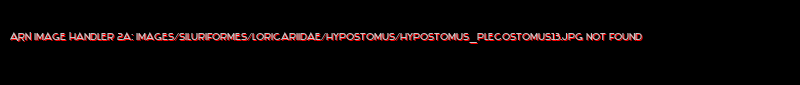 Hypostomus plecostomus