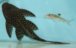 Hypostomus regani