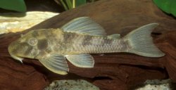 Hypostomus renestoi - Click for species page