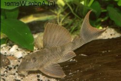 Hypostomus rhantos - Click for species page