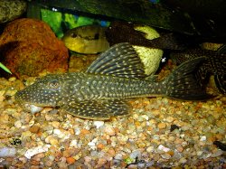 Hypostomus roseopunctatus - Click for species page