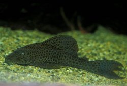 Hypostomus sp. (5) - Click for species page