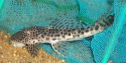 Hypostomus sp. (7) - Click for species page