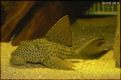 Hypostomus sp. (L117)