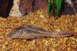 Hypostomus sp. (L138)