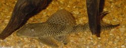 Hypostomus sp. (L192) - Click for species page