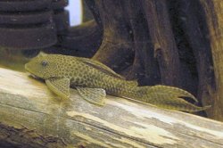 Hypostomus sp. (L192)