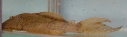 Hypostomus sp. (L192)