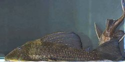 Hypostomus sp. (L286) - Click for species page