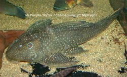 Hypostomus sp. (L286)