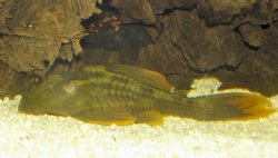 Hypostomus sp. (L360)