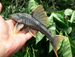 Hypostomus sp. (L360)