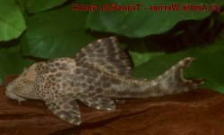 Hypostomus sp. (L381)