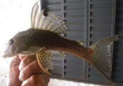 Hypostomus sp. (LDA055) - Click for species page