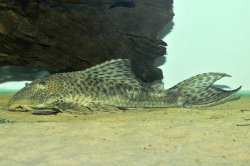 Hypostomus sp. `PARAGUAY` - Click for species page