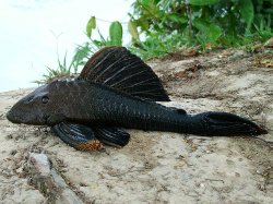 Hypostomus sp. `RIO JATAPU` - Click for species page