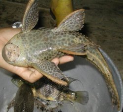 Hypostomus sp. `RIO PAUSHIYACO` - Click for species page