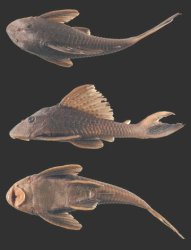 Hypostomus taphorni - Click for species page