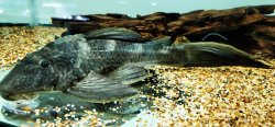 Hypostomus ternetzi - Click for species page