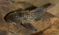 Hypostomus topavae