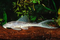 Isorineloricaria acuarius - Click for species page
