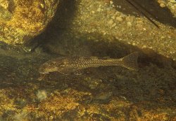 Kronichthys subteres - Click for species page